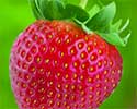 Epson 29 Erdbeere 

Druckerpatronen supergünstig online bestellen
