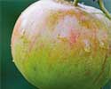 Epson T129 Apfel

                        Druckerpatronen supergünstig online bestellen