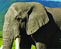 Epson 24 XL Elefant

                        Druckerpatronen supergünstig online bestellen